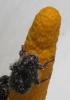 Oxythyrea funesta